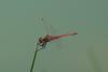 Sympetrum fonscolombii